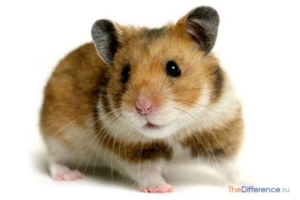 Care este diferența dintre hamsterul djungarian și sirianul