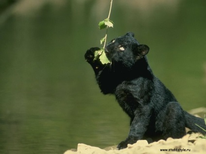 Panther negru