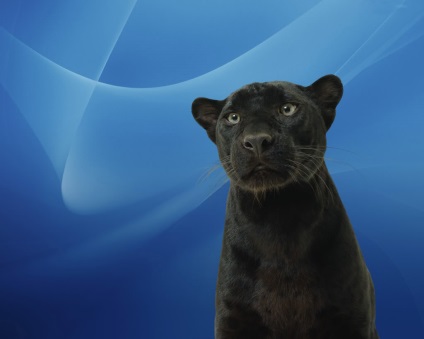 Fekete Panther