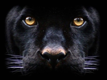 Panther negru