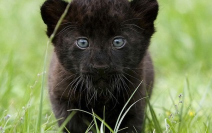 Panther negru