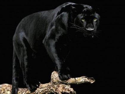 Panther negru