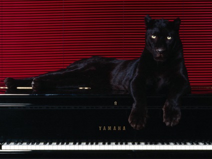 Panther negru