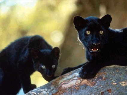 Panther negru