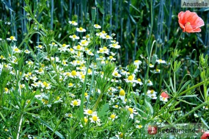 Republica Cehă, Grădina Botanică din Pruhonice