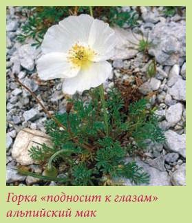 Citiți grădina alpină și stâncă - Zgurskaya Mariya Pavlovna - pagina 1