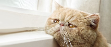 Mi a teendő, ha egy macska könnyeket és hányást okoz 10 tipp