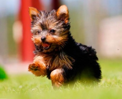 Ce este mai bun decât un bolnist maltez sau Yorkshire Terrier