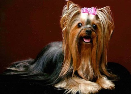 Ce este mai bun decât un bolnist maltez sau Yorkshire Terrier