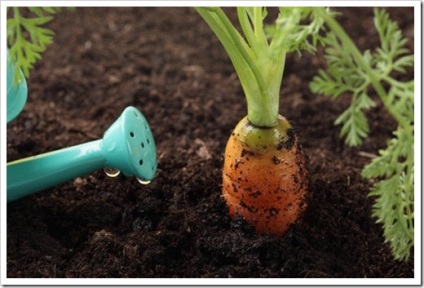 Ceea ce este un sol fertil oferă un procent ridicat de germinație