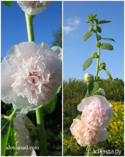 Slaba în floare într-un singur sezon