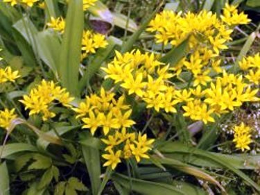 Pietre decorative (allium) - grădini din Siberia