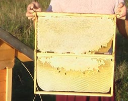 Păstrați albinele sau designul de albine pentru cei foarte ocupați sau leneși