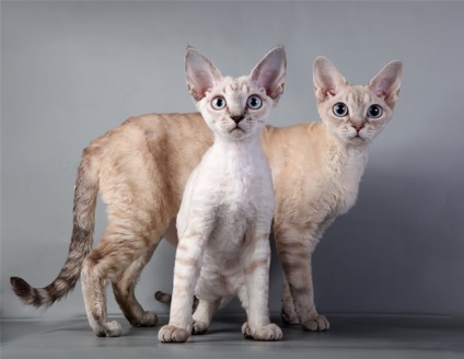 Descrierea rasei Devon Rex, zoomorph