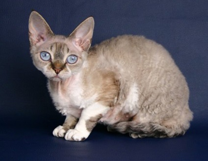 Descrierea rasei Devon Rex, zoomorph