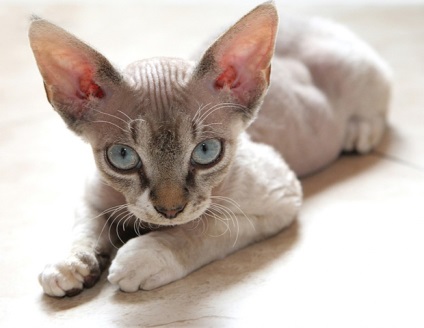 Descrierea rasei Devon Rex, zoomorph