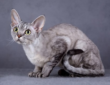 Descrierea rasei Devon Rex, zoomorph