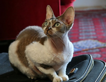 Descrierea rasei Devon Rex, zoomorph