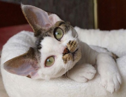 Descrierea rasei Devon Rex, zoomorph