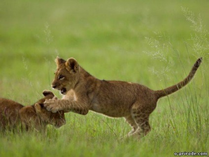 Wild pisoi - poze - photo world of nature