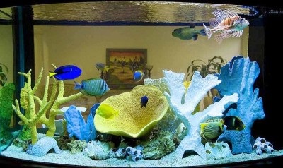 Proiectarea unui acvariu acasă prin toate mijloacele
