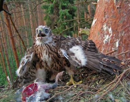 Extracția unui goshawk, Andrew Smyrnov