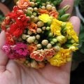 Acasă flori Îngrijirea și cultivarea de Kalanchoe, video și fotografie