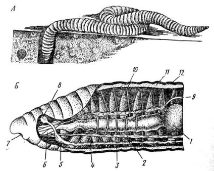 Viermii de vierme - Enciclopedia de biologie