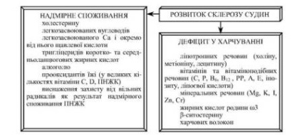 Рух крові і лімфи в організмі, імунозахісні реакції організму, роль харчування в функціонуванні