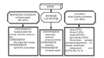 Mișcarea sângelui și a limfei în organism, reacția imunologică a corpului, rolul nutriției în funcționare