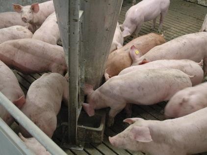 Întreținerea eficientă a porcilor - ce ar trebui să știți pentru a reuși în creșterea porcilor