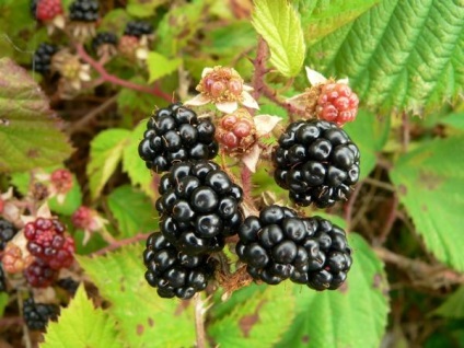 Soiuri de Blackberry și cultivare