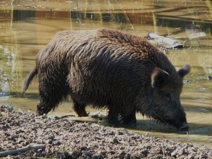 Fapte despre animale - animale forestiere interesante - fotografii, nu pentru o bifurca, ci pentru prieteni