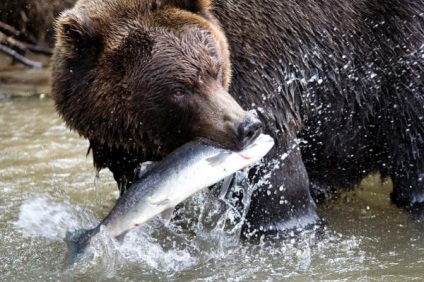 Fapte despre animale - animale forestiere interesante - fotografii, nu pentru o bifurca, ci pentru prieteni