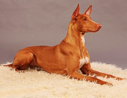 Descrierea câinelui lui Pharaoh a rasei, zoomorph