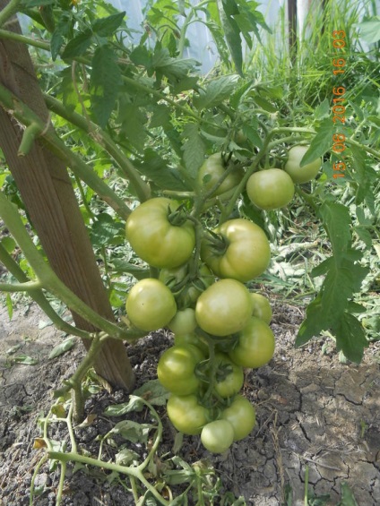 Phytophthora a metodelor populare de tomate pentru combaterea phytophthora