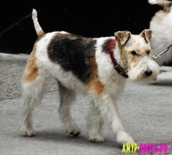 Fox Terrier - comunitatea vânătorilor și pescarilor din regiunea Amur