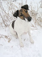 Fox Terrier - comunitatea vânătorilor și pescarilor din regiunea Amur