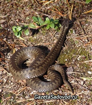 Viper az erdőben és a külvárosi területen - Szibéria kertjei