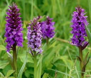 Hol lehet megvásárolni az orchis gyökerét, a moszkvai orchisok gyökereinek eladása, az orchisok ára, a gyökér