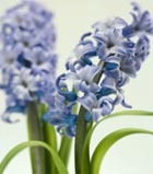 Hyacinth - zambile, mituri, vechi, grecia