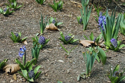 Hyacinths - plantarea și îngrijirea în aer liber în toamna, primăvara, video