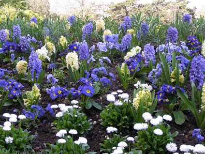 Hyacinths - plantarea și îngrijirea în aer liber în toamna, primăvara, video