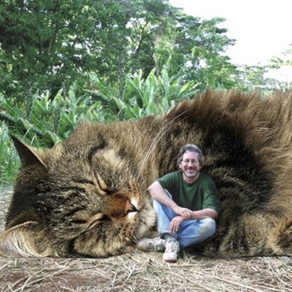 pisici gigant în loc de dinozauri din Jurassic Park (21 poze)