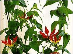 Gloriosa - crinul flacarii