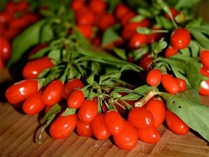 Goji berry (goji) - magazin online - adeniu acasă din semințe în plante