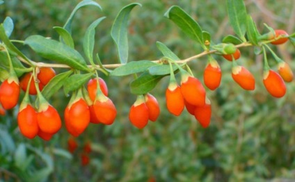 Goji berry (goji) - magazin online - adeniu acasă din semințe în plante