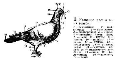 Porumbeii, o caracteristică a unei echipe de porumbei, un ciob porumbel, părți ale corpului, un penaj, un penaj de porumbei,