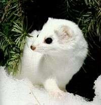 Gornostai, mustela erminea linnaeus (comună) ermine, biologie, comportament, reproducere,