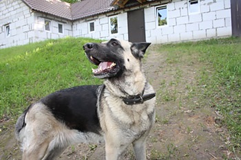 Hotel pentru animale - rodie - în Pargolovo